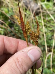 Luzula comosa comosa