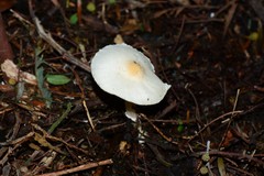 Leucoagaricus ooliekirrus