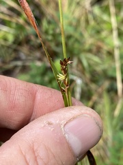 Luzula comosa comosa