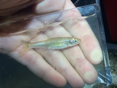 Cyprinella spiloptera