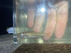 Cyprinella spiloptera