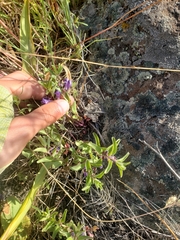 Scutellaria angustifolia
