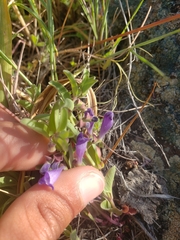Scutellaria angustifolia