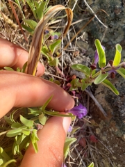 Scutellaria angustifolia