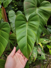 Philodendron erubescens