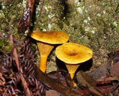 Austropaxillus