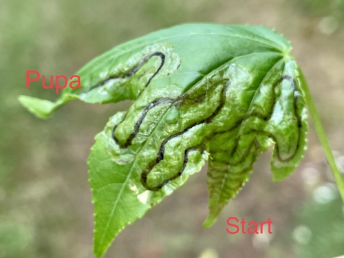 Phyllocnistis vitegenella complex photo 4