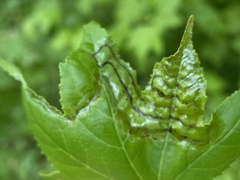 Phyllocnistis liquidambarisella