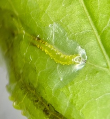 Phyllocnistis liquidambarisella