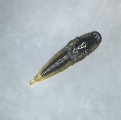 Phyllocnistis liquidambarisella