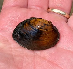 Pleurobema perovatum
