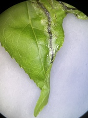 Phyllocnistis liquidambarisella