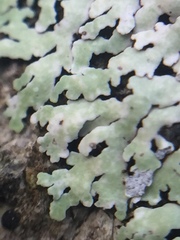 Physcia erumpens