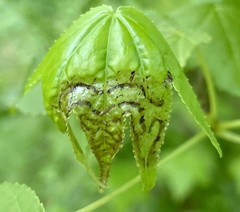 Phyllocnistis liquidambarisella