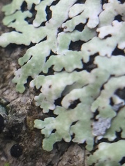 Physcia erumpens