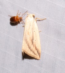 Amolita obliqua