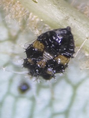 Corythucha associata