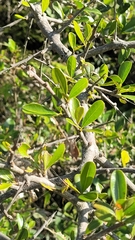 Sideroxylon obtusifolium