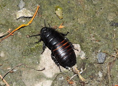 Panesthiinae