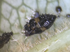 Corythucha associata