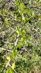 Sideroxylon obtusifolium