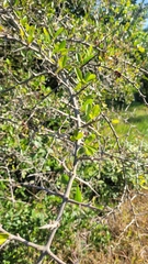 Sideroxylon obtusifolium