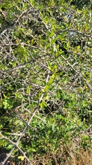 Sideroxylon obtusifolium