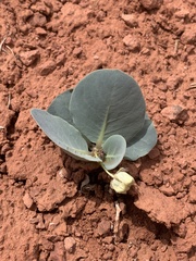 Asclepias cryptoceras