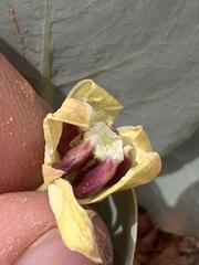 Asclepias cryptoceras