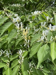 Lonicera maackii