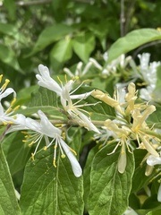 Lonicera maackii