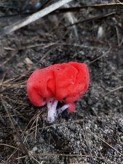 Secotium fragariosum