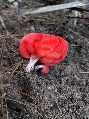 Secotium fragariosum