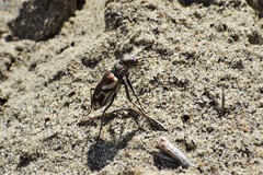 Cicindela lengi versuta