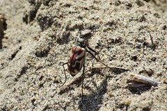 Cicindela lengi versuta