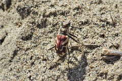 Cicindela lengi versuta