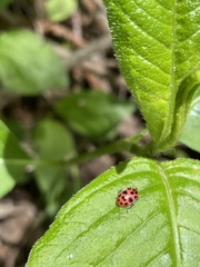 Coleomegilla maculata