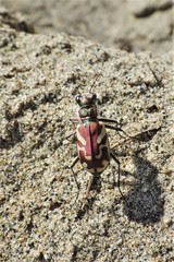 Cicindela lengi versuta