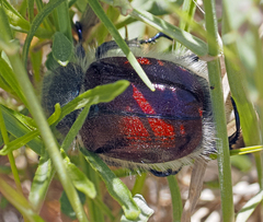 Paracotalpa granicollis