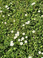 Bellis perennis