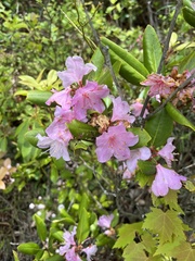 Rhododendron carolinianum
