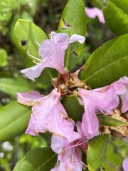 Rhododendron carolinianum