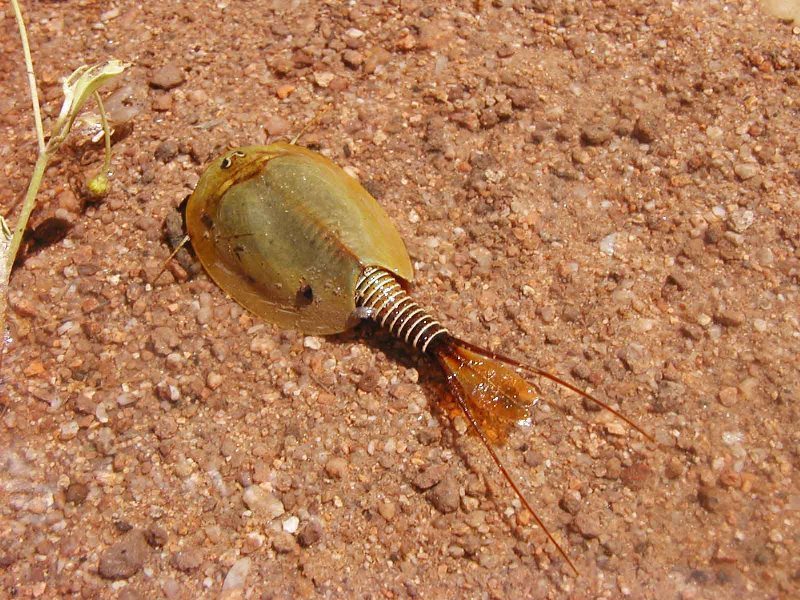 Golden Tadpole Shrimp
