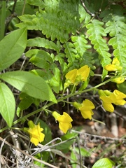 Thermopsis mollis