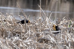 Xanthocephalus xanthocephalus