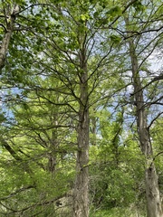 Taxodium distichum