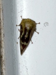 Ophiderma evelyna