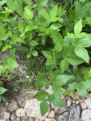 Thermopsis mollis