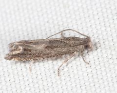 Epiblema minutana