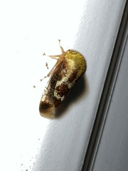 Ophiderma evelyna